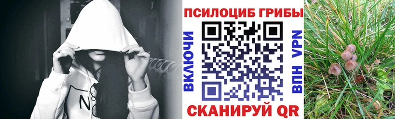 дарнет шоп  Энем  Псилоцибиновые грибы прущие грибы 